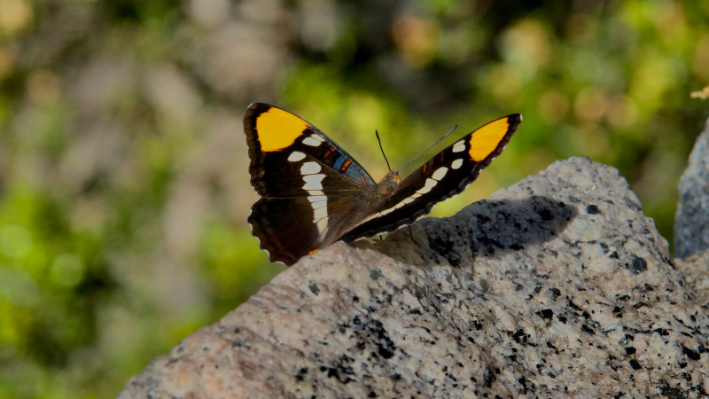 Photo: Michael White (Yosemite Valley, June 2018)