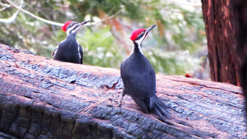 Photo: Carolyn Botell (Mariposa Grove, November 2018)