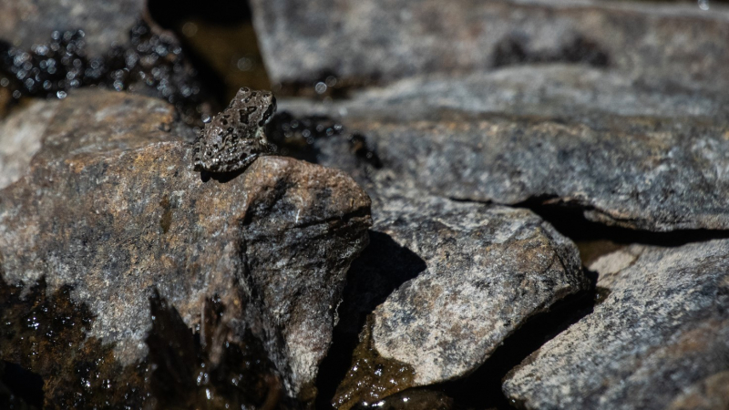 Photo: Henry Brening Photography (Yosemite high country, August 2018)