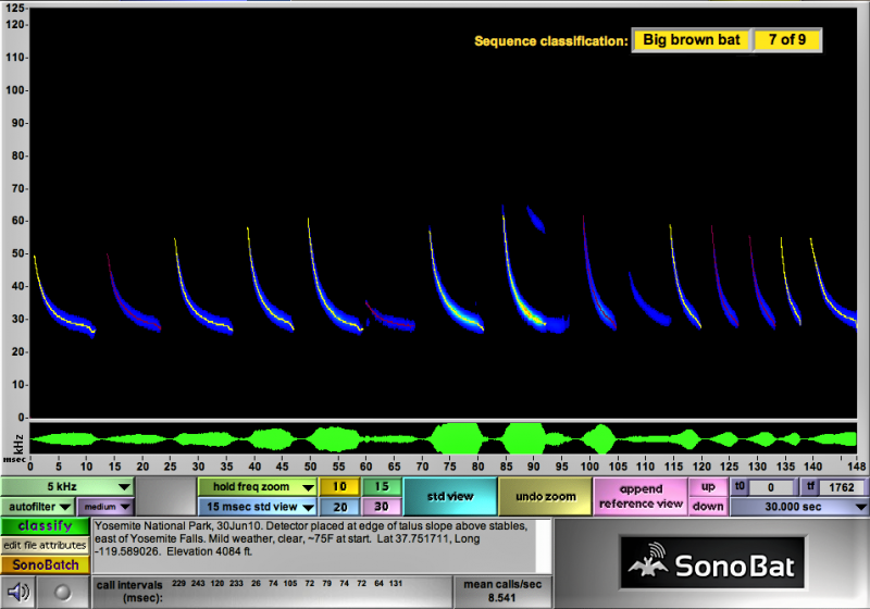 Using SonoBat software, Yosemite rangers can record bats' echolocation calls and visualize them as sonograms. This visual shows the call of a big brown bat, one of the park's more common bat species. Photo: Courtesy of NPS