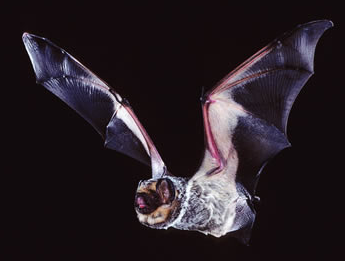 Check out those wings! The hoary bat—so-called because of the white-tipped hair that gives it a frosted, or 