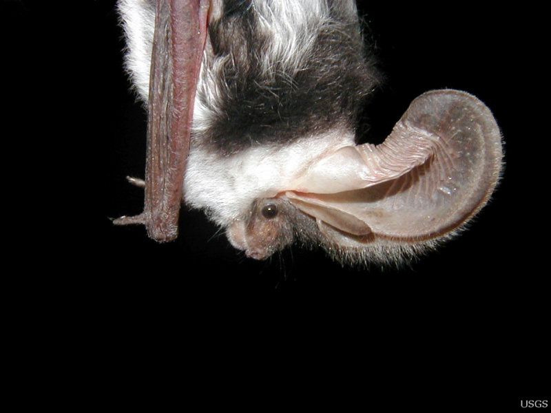 The spotted bat, one of Yosemite's five special-status bat species, is recognizable by its large ears and bright white spots. Photo: U.S. Geological Survey/Paul Cryan