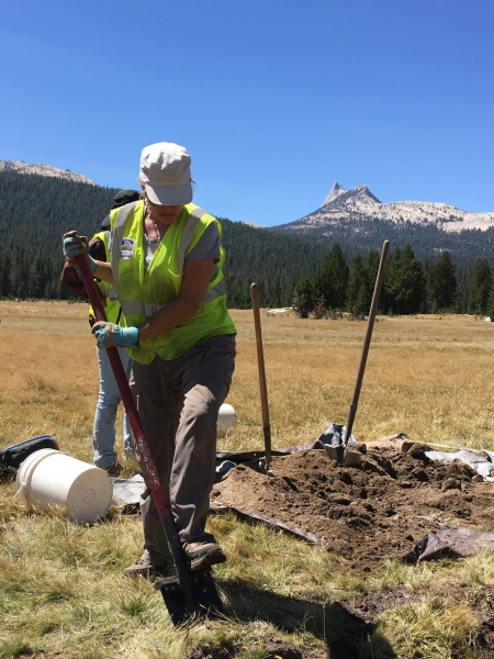 A Yosemite Conservancy volunteer helps out with habitat restoration in the high country during a summer work week. Photo: Yosemite Conservancy/Mark Marschall