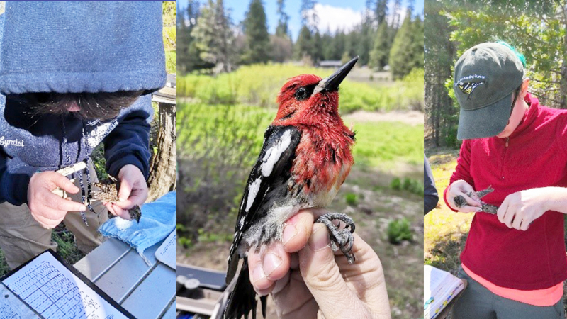 Left to right: Institute for Bird Populations (IBP) volunteer Lyndsi looks at the wing feathers of a Lincoln's sparrow to determine its age; a red-breasted sapsucker at the Hodgdon Meadow banding station; IBP volunteer Amy bands her first songbird.