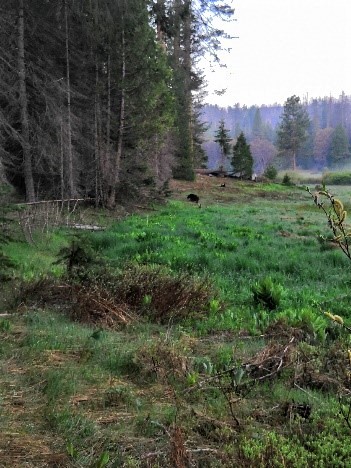 Chris's first bear sighting! (See the dark dot near the edge of the trees?)