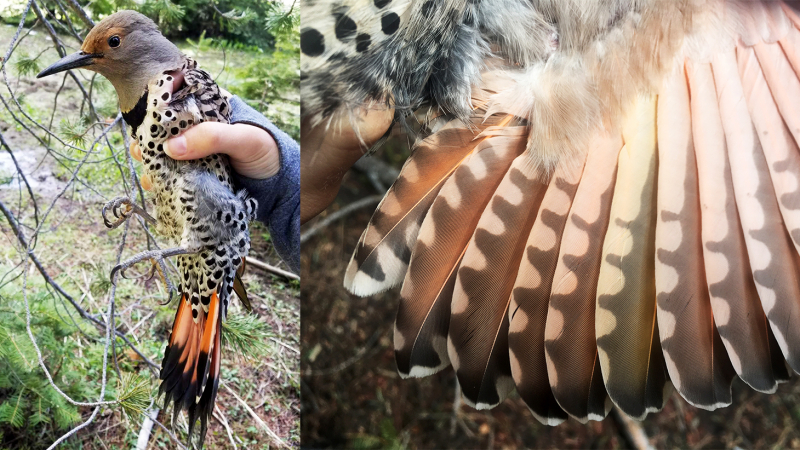 An interesting avian individual from the first round of banding: a red-shafted flicker with a yellow wing feather. Intergrades can occur between red- and yellow-shafted flickers, but this one seemed to have mostly red-shafted features (such as its head pattern) with just one rogue yellow wing feather.