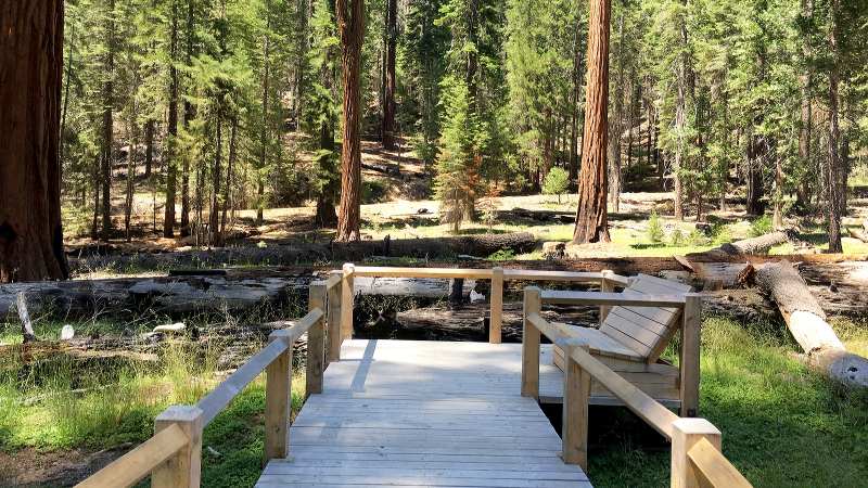New boardwalks in Mariposa Grove protect wetland habitat and shallow sequoia roots. Photo: Yosemite Conservancy/Romina Pasten