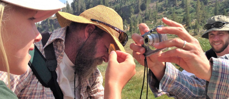 Getting a close look at a survey subject during the annual Yosemite Butterfly Count. Photo: Courtesy of NPS