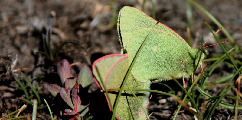 Sierra green sulphur (<em>Colias behrii</em>) butterflies mating. Photo: Sean Schoville