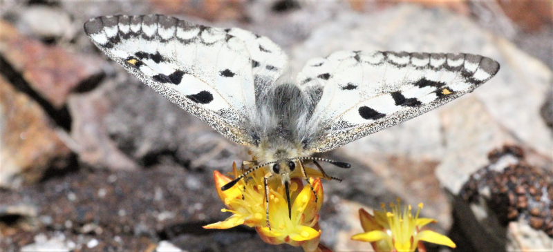 Sierra Nevada parnassian (<em>Parnassius behrii</em>). Photo: Sean Schoville