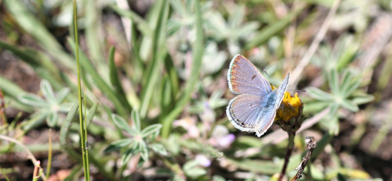 Shasta blue (<em>Plebejus shasta</em>). Photo: Courtesy of NPS