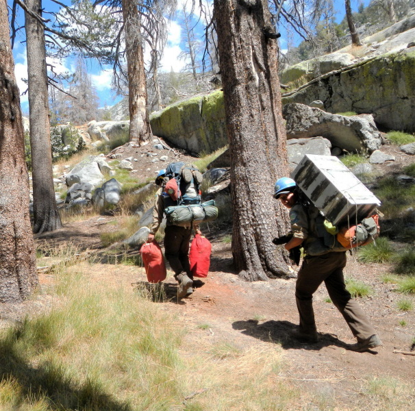 And they're off! Yosemite's CCC trail crews spend months in the backcountry, and have to carry their camp supplies from one base to the next. 