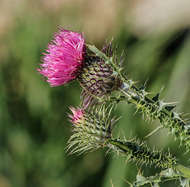 Volunteers play a key role in helping the park manage invasive plants such as bull thistle (Cirsium vulgare). (Photo: Pixabay)