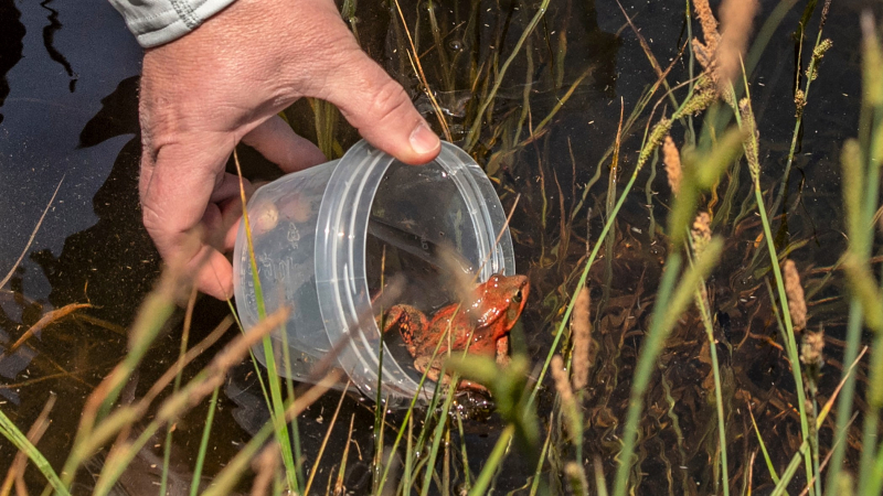 A California red-legged frog — one of about 200 released in Yosemite Valley in May 2019 as part of ongoing Conservancy-supported restoration work — prepares to hop out into its new home. Photo: Yosemite Conservancy/Al Golub.