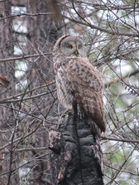 A great gray owl perches on a charred tree trunk in the footprint of the Rim Fire. Photo: Kurt Ongman