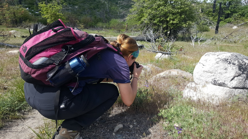 Researcher Mryia Hubert photographs a Melissa blue (Plebejus melissa) butterfly on its host plant. Photo: Courtesy of NPS