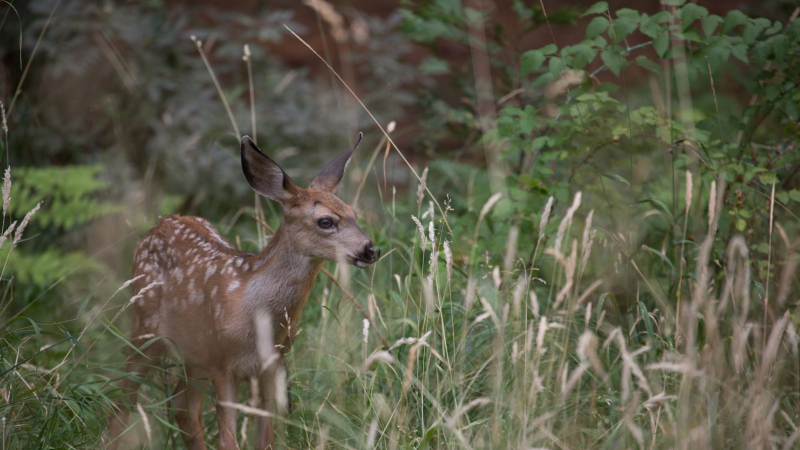 Fawns are starting to appear in Yosemite Valley. If you come across a young deer, keep your distance to avoid scaring it. Photo: Jessica Hadley/Take the Wild Road Photography