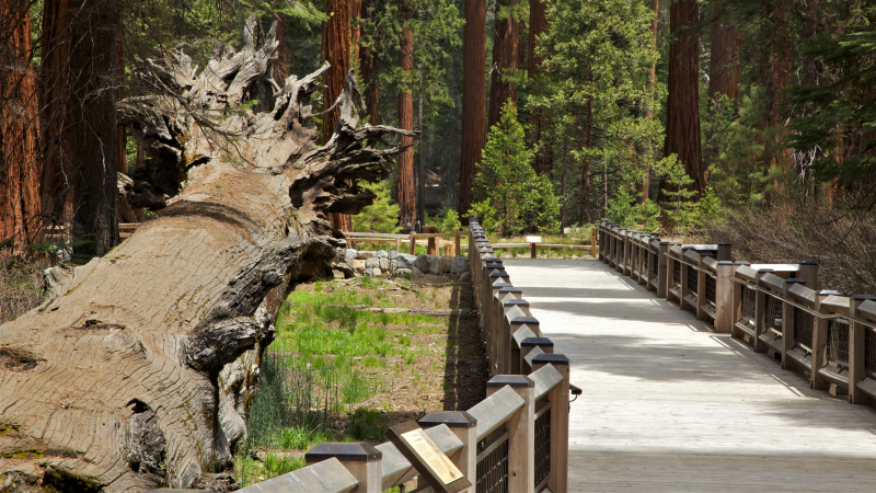 A new wooden boardwalk brings visitors alongside Mariposa Grove's famous Fallen Monarch, while protecting the giant sequoia habitat below. Photo: Yosemite Conservancy/Josh Helling