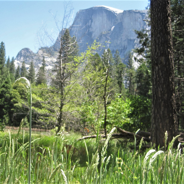 Invasive velvet grass has taken root in Royal Arches Meadow, where park crews are preparing for an ecological restoration project. Photo: Courtesy of NPS