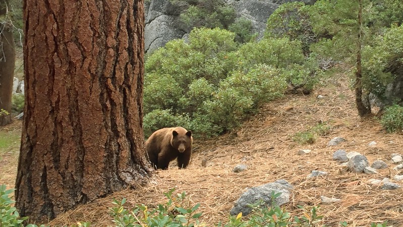 A black bear looking out from behind a tree in the Yosemite Wilderness. Photo: Madison Smith, 2017