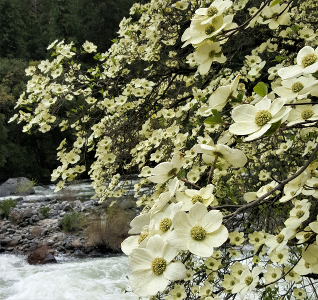 One of our favorite signs of spring: Dogwood!