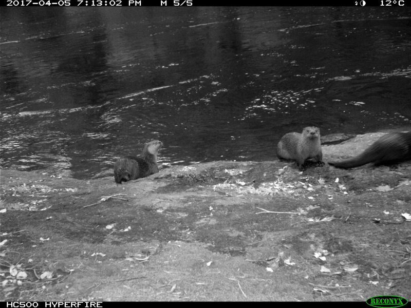 Scientists are using remote cameras to study river otters in Yosemite Valley. Photo: Courtesy of NPS.