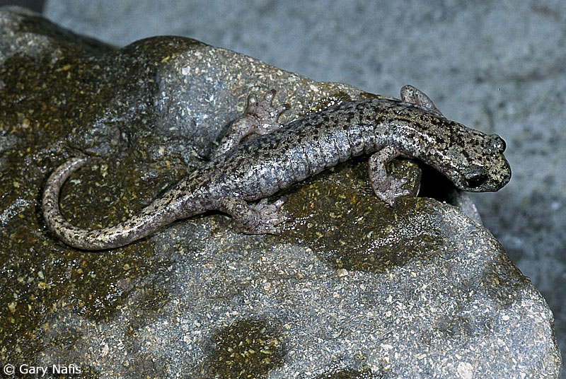 Mt. Lyell salamanders are endemic (limited to) California, and can live at elevations as high as 12,000 feet. Photo: © Gary Nafis (CaliforniaHerps.com).
