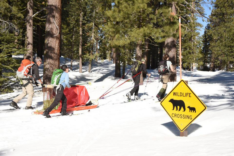 A team of Yosemite staff and volunteers skied three bear cubs to a winter den. Photo: Courtesy of NPS.