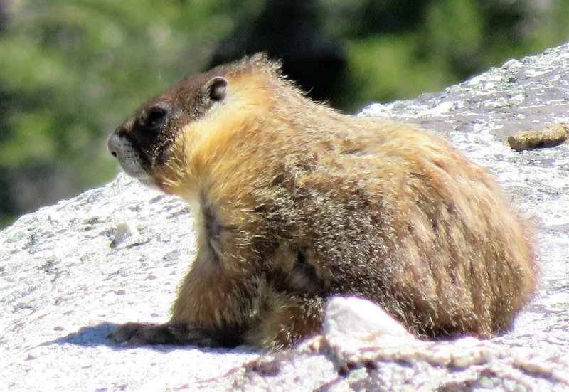 A young marmot enjoys the sun on Lembert Dome. Photo: Carolyn Botell.