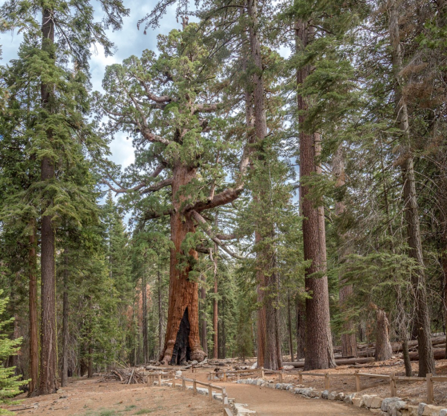 Help people experience Mariposa Grove this year as a visitor information assistant volunteer based in Wawona. Photo: Yosemite Conservancy/Keith Walklet