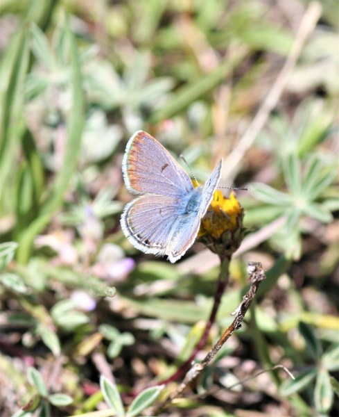 Yosemite Conservancy's 2018 grants, announced in January, include funding for research on the park's butterfly populations. Photo: Courtesy of NPS