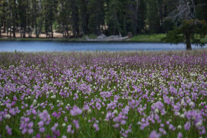 Wildflowers are taking the place of snow in Yosemite's high country, blanketing the landscape with summer colors. Photo: Courtesy of NPS