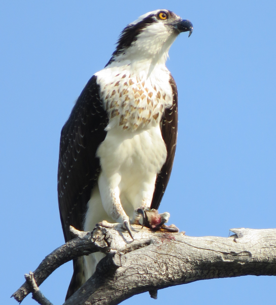 An osprey perched above Tuolumne Meadows. Photo: © Carolyn Botell