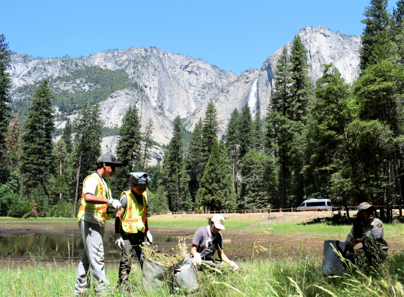 Parks in Focus participants learned about botany during a stewardship project in Yosemite Valley. Photo: © Yosemite Conservancy/Ryan Kelly