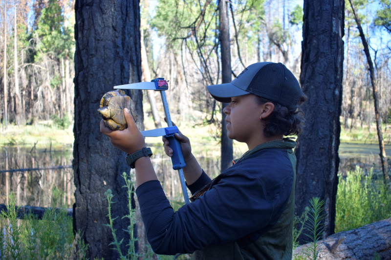 Before releasing the turtles, the team measures and records data on each animal. Photo: © Yosemite Conservancy/Ryan Kelly