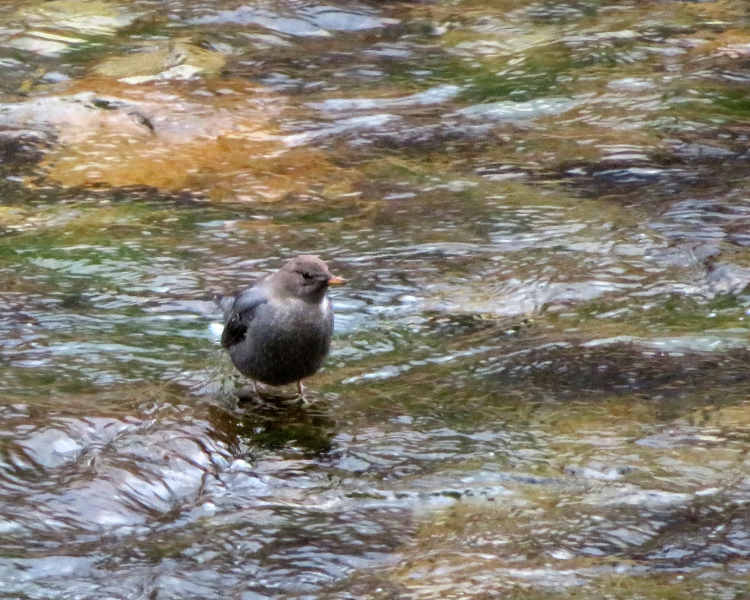 One of our staff members spotted this American dipper in the chilly Merced River in November. Photo: Carolyn Botell