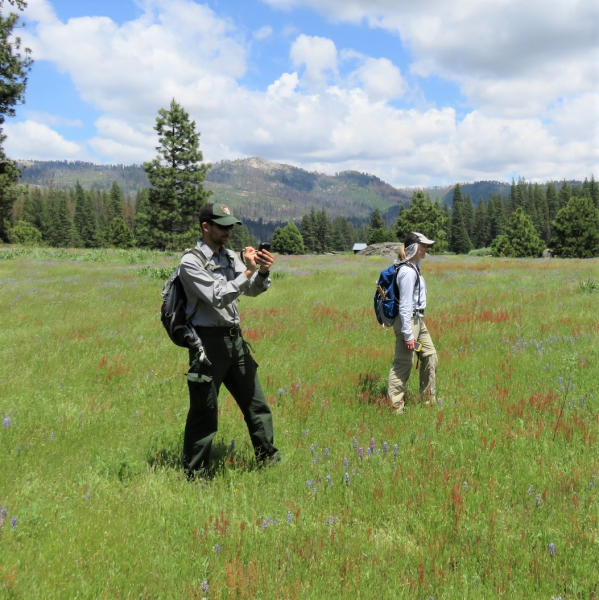 Scientists have been conducting surveys in Ackerson Meadow to document plant and animal species. Photo: Courtesy of NPS