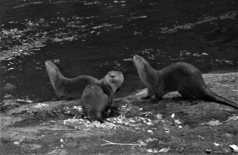 A trio of river otters, revealed in an image from a remote camera in Yosemite Valley. Photo: NPS
