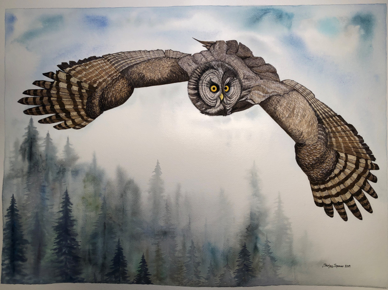 Mariposa Grove supports an array of animals, including great gray owls. These majestic birds stay active year-round, and move downslope to lower elevations with less snowy terrain in winter. (Watercolor by Shirley Spencer, January 2019)
