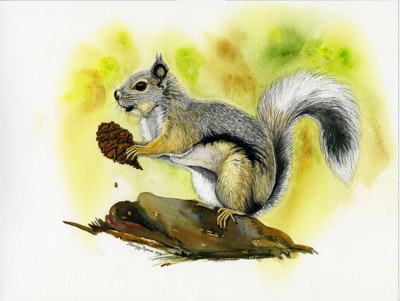 Douglas squirrels are important residents of sequoia groves, where they help release seeds from cones to promote new growth. (Watercolor by Shirley Spencer, December 2018)