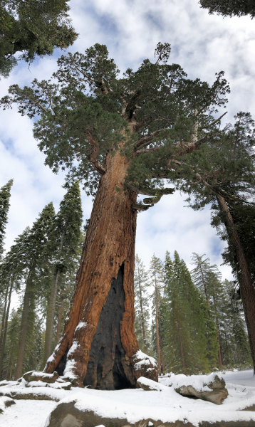 A series of seasonal physiological shifts help giant sequoias (including the always impressive Grizzly Giant) survive winter months.