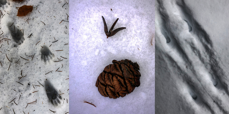 Little signs of life underfoot: Raccoon prints, a giant sequoia cone and deer tracks in the snow.