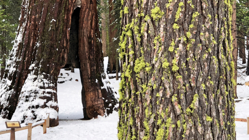 Splashes of green wolf lichen brighten the trunks of trees in Mariposa Grove.