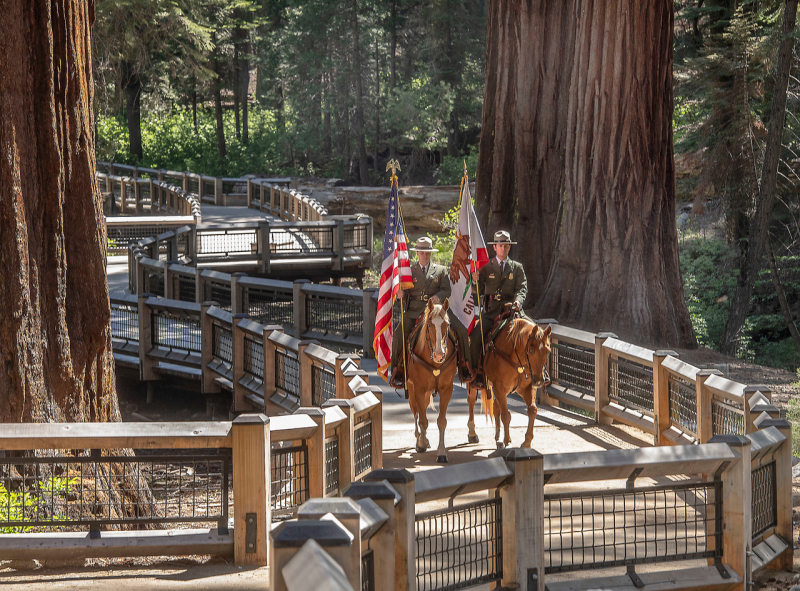 Horses often play a central part in important ceremonies in Yosemite, such as the June 2018 event celebrating the restoration of Mariposa Grove. Photo: Yosemite Conservancy/Al Golub