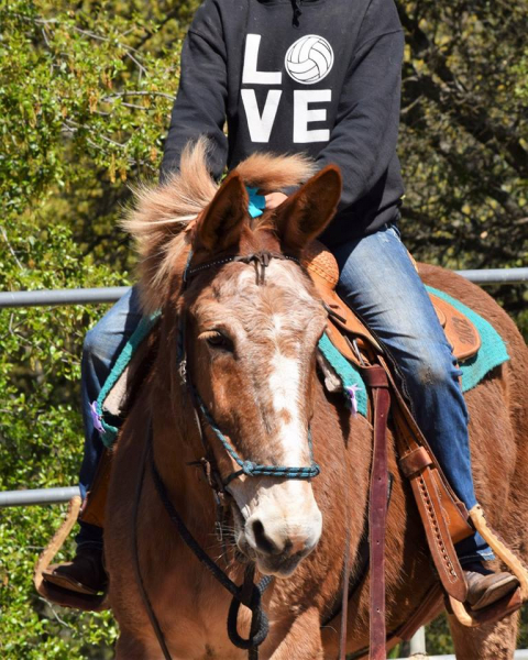 With support from Conservancy donors, the park has been able to bring in new horses and adopt out retired animals (such as Otis, pictured here). Photo: NPS