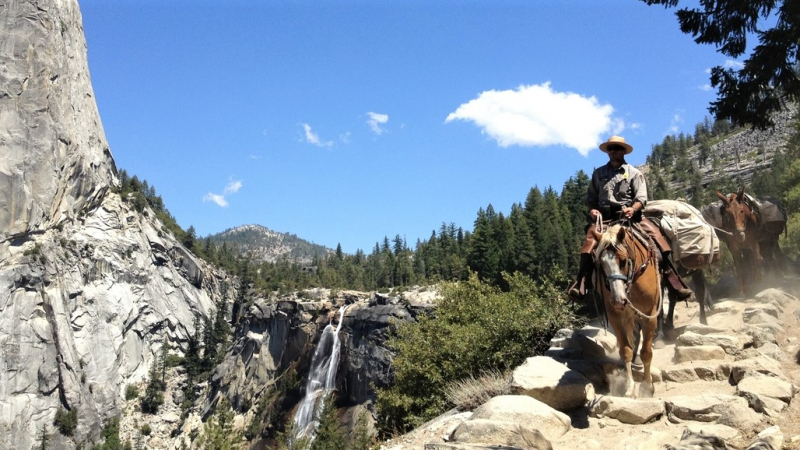 In addition to working in the Valley and other developed parts of the park, Yosemite's mounted rangers lead teams of mules to deliver supplies to the backcountry. Photo: NPS