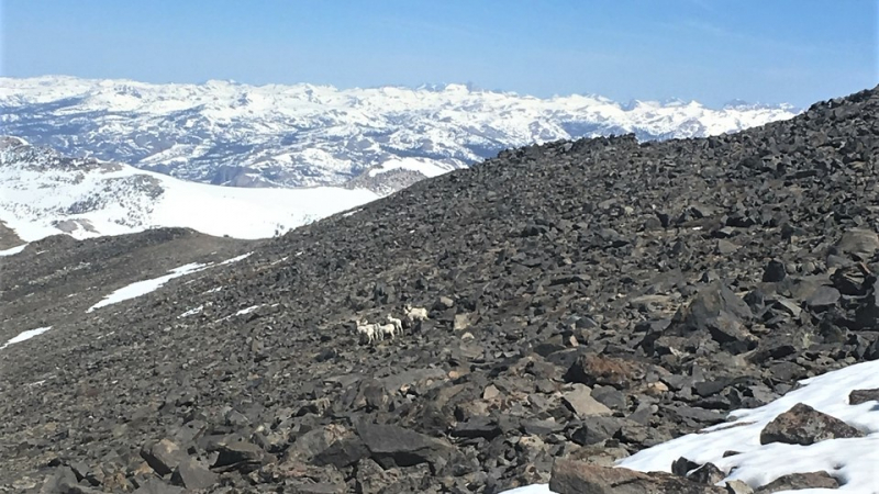 Sierra Nevada bighorn sheep (pictured here, on Parsons Plateau) dwell in high, rocky areas. With support from a 2019 grant, scientists are working to establish a self-sustaining herd of these endangered mammals in Yosemite's Cathedral Range. Photo: NPS