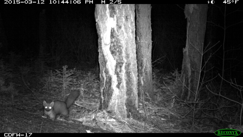 Nocturnal animal in action! This marten triggered a remote camera that was deployed in the Yosemite Wilderness as part of a project to study the Sierra Nevada red fox. Photo: Courtesy of NPS/CDFW