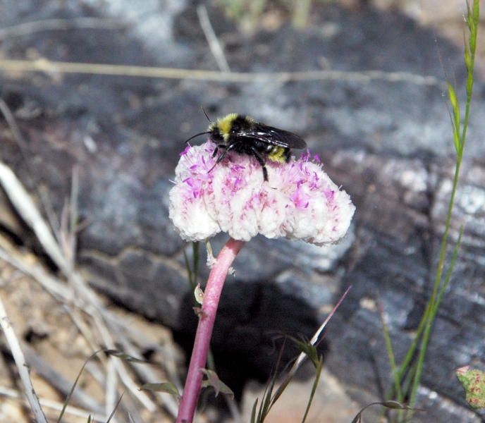 A bumble bee on one-seeded pussypaw (Calyptridium monospermum).
