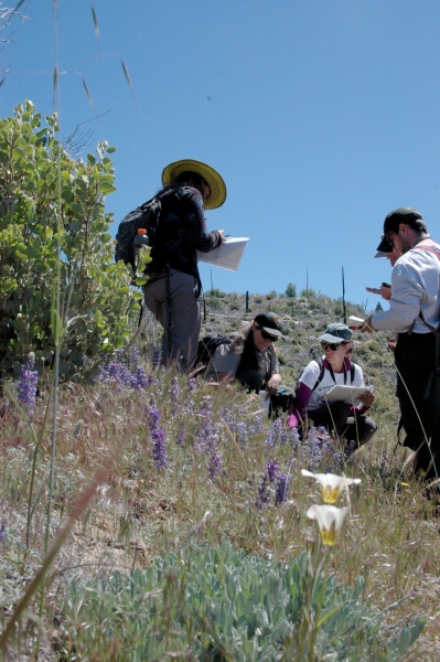 Volunteers and NPS staff joined a Conservancy naturalist to record their plant observations during the Yosemite BloomBlitz.